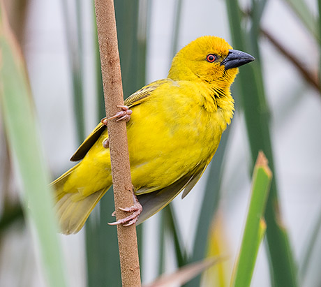 Yellow Weaver male